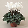Цикламен персидский (Cyclamen persicum)