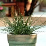 Ситник развесистый (Juncus effusus spiralis) Ситник развесистый (Juncus effusus spiralis)