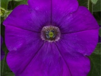 Петуния ампельная гибридная (FlashForward F1)