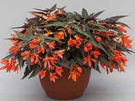 Бегония боливийская ампельная (Bossa Nova F1)