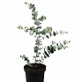 Эвкалипт припудренный (Eucalyptus pulverulenta)