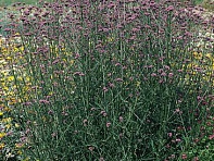 Вербена буэнос-арейская (Finesse) Вербена буэнос-арейская (Finesse)