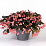 Бегония гибридная ампельная (бронзовая листва) (Begonia hybrida) Бегония гибридная ампельная (бронзовая листва) (Begonia hybrida)