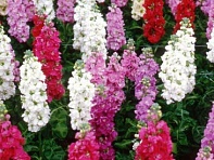 Левкой седой (Column)