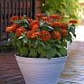 Цинния изящная (Zinnia elegans) Цинния изящная (Zinnia elegans)