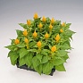 Целозия метельчатая (Celosia plumosa) Целозия метельчатая (Celosia plumosa)