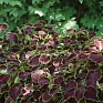 Колеус гибридный (Coleus х hybrida) Колеус гибридный (Coleus х hybrida)