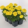 Бархатцы отклоненные (Tagetes patula) Бархатцы отклоненные (Tagetes patula)