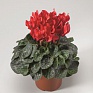 Цикламен персидский (Cyclamen persicum)