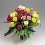 Цинния изящная (Zinnia elegans)
