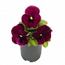 Виола виттрока (Viola wittrockiana) Виола виттрока (Viola wittrockiana)