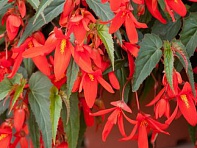 Бегония боливийская ампельная (Santa Cruz F1)