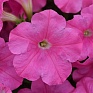 Петуния ампельная гибридная (Petunia х hybrida) Петуния ампельная гибридная (Petunia х hybrida)