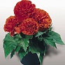 Бегония клубневая махровая (Begonia tuberhybrida)