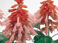 Сальвия блестящая (Vista)