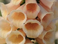 Наперстянка пурпурная (Dalmatian)