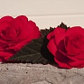 Бегония клубневая махровая (Begonia tuberhybrida)