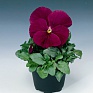 Виола Виттрока (Viola wittrockiana) Виола Виттрока (Viola wittrockiana)