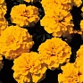 Бархатцы отклоненные (Tagetes patula)