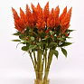 Целозия метельчатая (Celosia plumosa) Целозия метельчатая (Celosia plumosa)