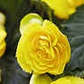Бегония клубневая махровая ампельная (Begonia tuberhybrida) Бегония клубневая махровая ампельная (Begonia tuberhybrida)