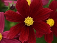 Космея дваждыперистая (Sonata)