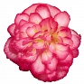 Бегония клубневая махровая ампельная (Begonia tuberhybrida) Бегония клубневая махровая ампельная (Begonia tuberhybrida)