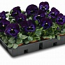 Виола Виттрока (Viola wittrockiana) Виола Виттрока (Viola wittrockiana)