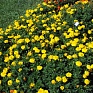 Бархатцы отклоненные (Tagetes patula) Бархатцы отклоненные (Tagetes patula)