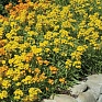 Желтушник гибридный (Erysimum hybridum)