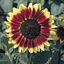 Подсолнечник летний (Helianthus annuus)