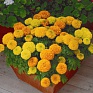 Бархатцы прямостоячие (Tagetes erecta)