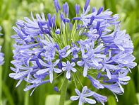 Агапантус восточный (Umbrella)