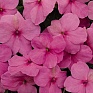 Бальзамин Уоллера (Impatiens walleriana) Бальзамин Уоллера (Impatiens walleriana)