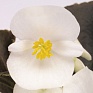 Бегония вечноцветущая (бронзовая листва) (Begonia semperflorens)