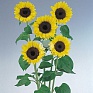 Подсолнечник летний (Helianthus annuus)