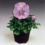 Виола Виттрока (Viola wittrockiana) Виола Виттрока (Viola wittrockiana)