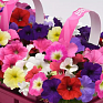 Петуния ампельная гибридная (Petunia х hybrida) Петуния ампельная гибридная (Petunia х hybrida)