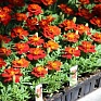 Бархатцы отклоненные (Tagetes patula)