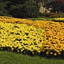 Бархатцы прямостоячие (Tagetes erecta)