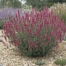 Многоколосник седой (Agastache cana)