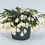 Бегония боливийская ампельная (Begonia boliviensis x hybrida)