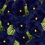 Виола виттрока (Viola wittrockiana) Виола виттрока (Viola wittrockiana)