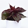 Целозия серебристая (Celosia argentea)