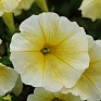Петуния ампельная гибридная (Petunia х hybrida) Петуния ампельная гибридная (Petunia х hybrida)