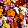 Виола Виттрока (Viola wittrockiana)