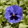 Виола Виттрока (Viola wittrockiana) Виола Виттрока (Viola wittrockiana)
