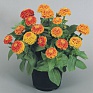 Цинния изящная (Zinnia elegans)