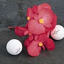 Бегония гибридная (зеленая листва) (Begonia benariensis)