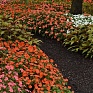 Бальзамин Уоллера (Impatiens walleriana) Бальзамин Уоллера (Impatiens walleriana)